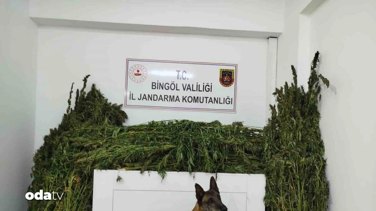 Bingöl’de 91 kilo esrar ele geçirildi