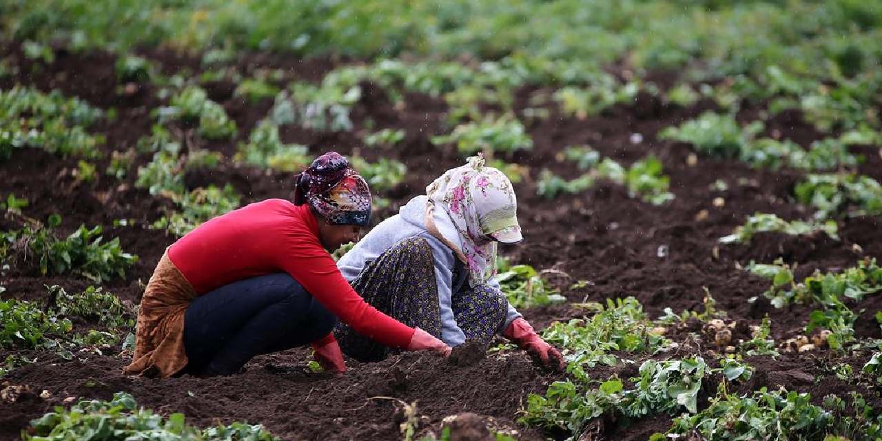 400 dönümde yılda 800 ton üretiliyor: Köylüler toprak donmadan hasat ediyor!
