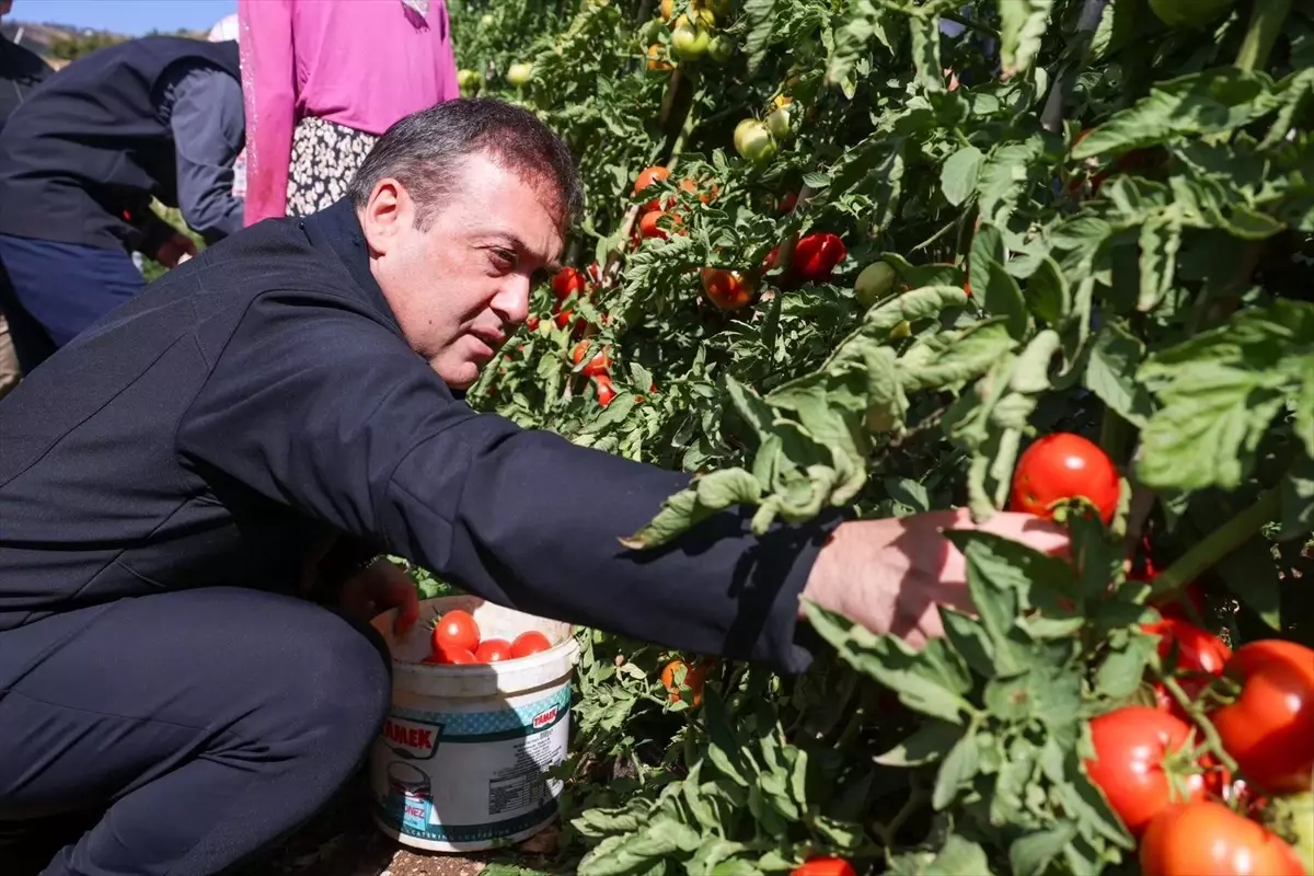 Bilecik’te 17 Bin Dekar Domates Üretildi