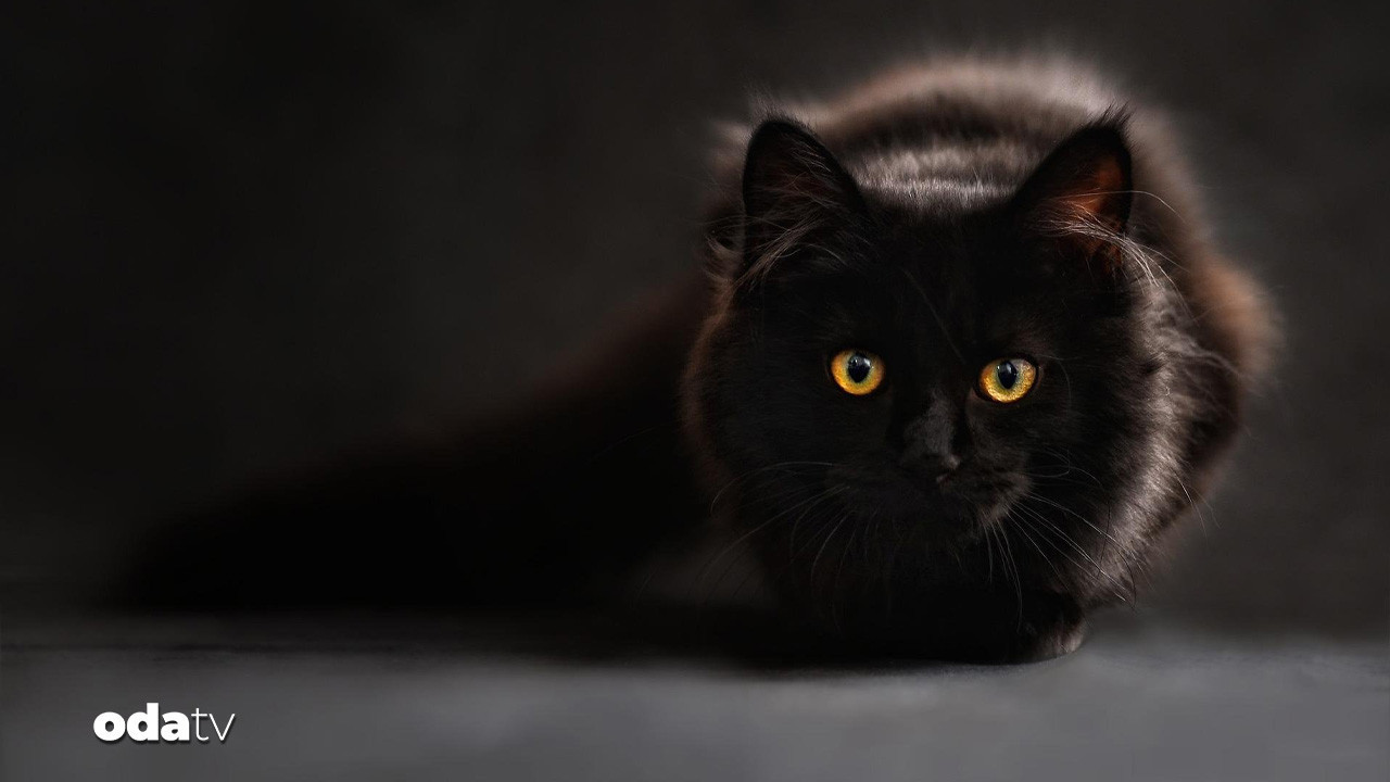 ispanyanin terrassa kentinde gecici kara kedi yasagi getirildi 6vMiGJ1k.jpg