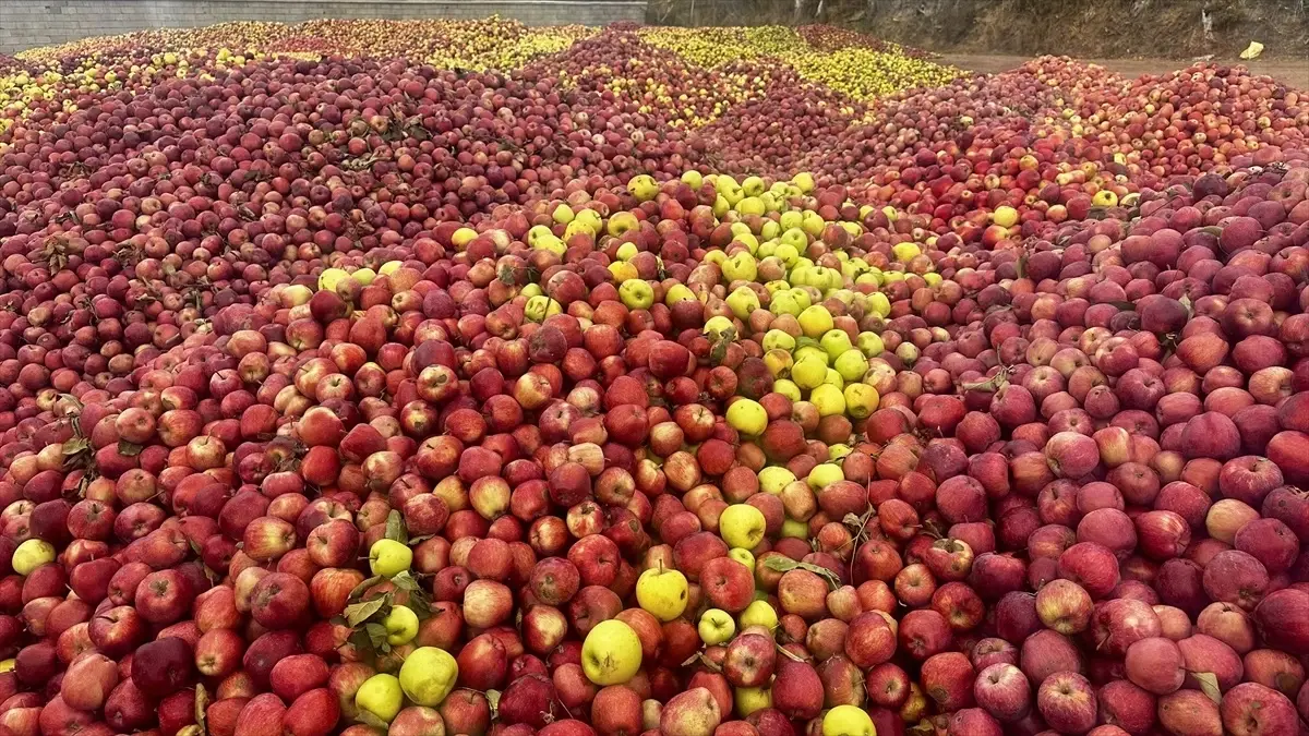 Isparta’da Kuraklık Elma Üretimini Olumsuz Etkiliyor