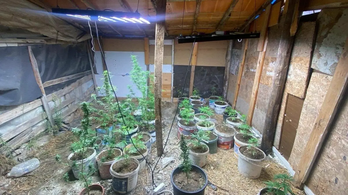 Kuşadası’nda Hint Keneviri Yetiştiren İki Şüpheli Yakalandı