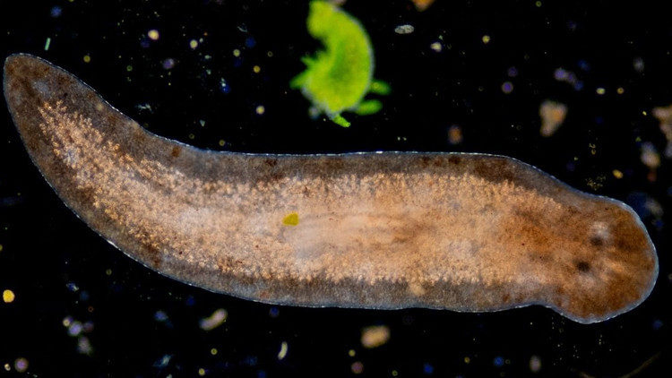 Mucize solucan insanların uzuv oluşturmasını sağlayabilir