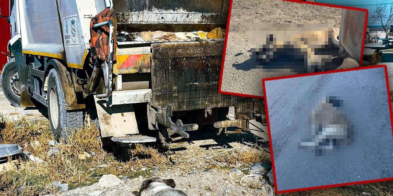 Bolvadin Belediyesi’nden köpek katliamı : Öldürülen hayvanlar çöp kamyonlarıyla toplandı