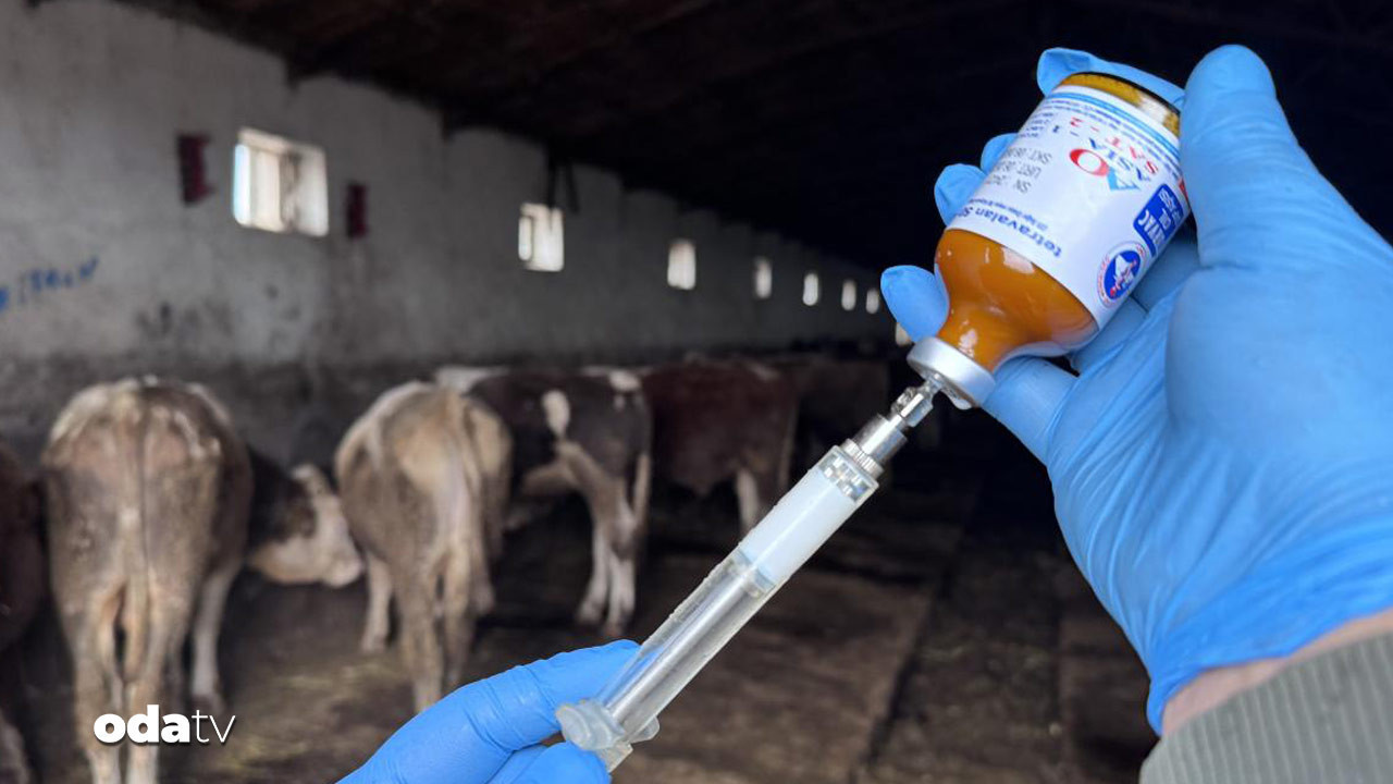 Muğla’da şap karantinası