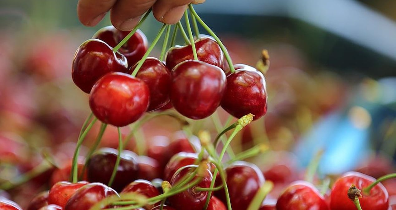 Dünya tüketim çılgınlığına yenik düştü! Japonya’da ilk hasat: kirazın tanesi 7 bin lira’ya satıldı