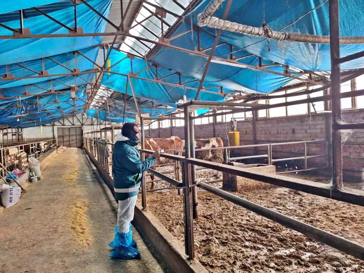 Tavşanlı’da Besilik Hayvan İthalat Çalışmaları Başladı