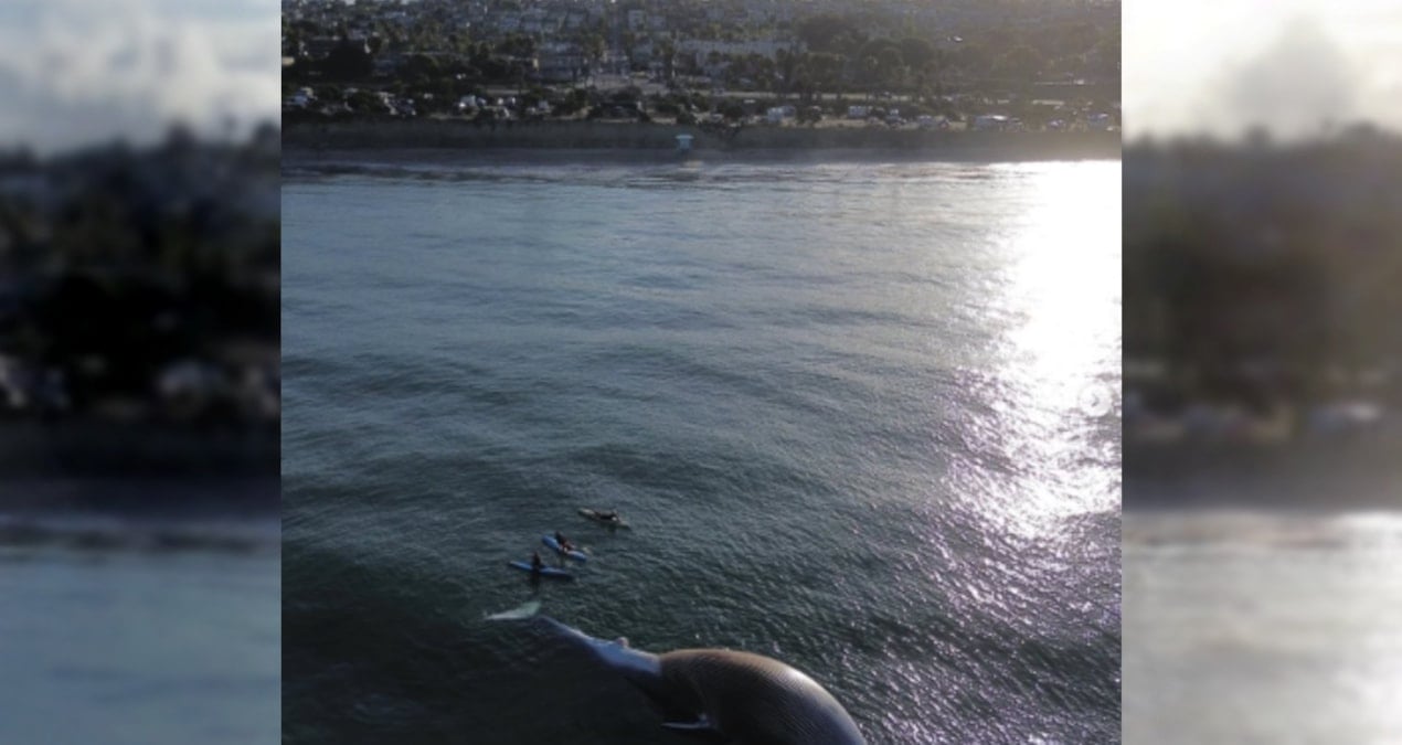 Fırtınanın Ardından Sahilde Balina Leşi: Yırtıcı Köpekbalıkları İçin Uyarı Yapıldı