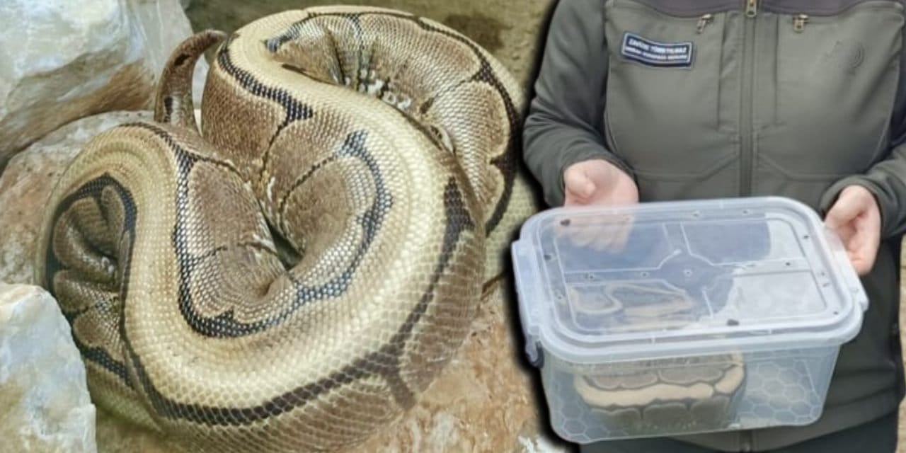 Ordu’da Daireden Kaçak Piton Yılanı Çıktı