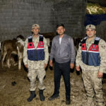 Kilis’te Kayıp Büyükbaş Hayvanlar Jandarma Ekipleri Tarafından Kurtarıldı