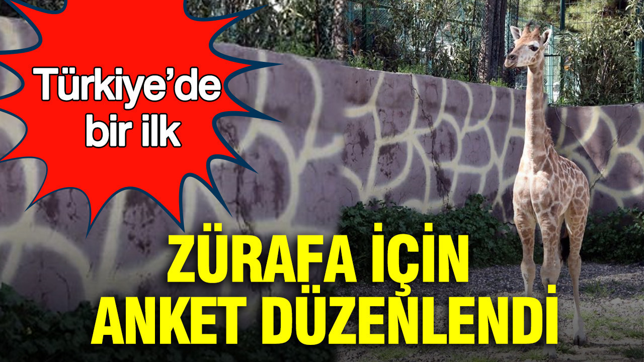 Türkiye’de Zürafa İçin İlk Anket: Yeni Yavruya ‘Çınar’ Adı Verildi