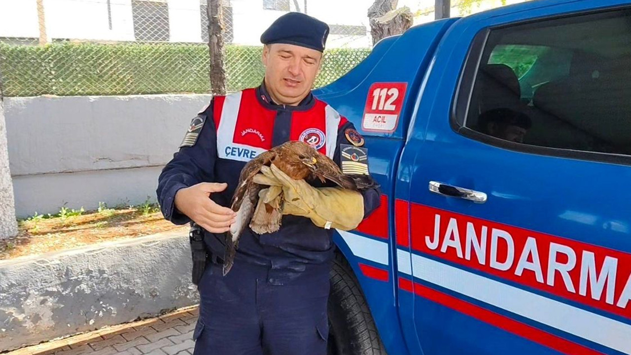 Yozgat’ta Yaralı Şahin Kurtarıldı, Tedavi Süreci Başladı